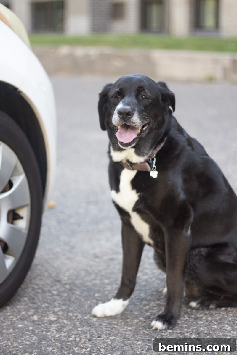 Navigating the Open Road: A Pet-Friendly Travel Guide 2 Traveling with Pets: A Comprehensive Guide to Stress-Free Road Trips