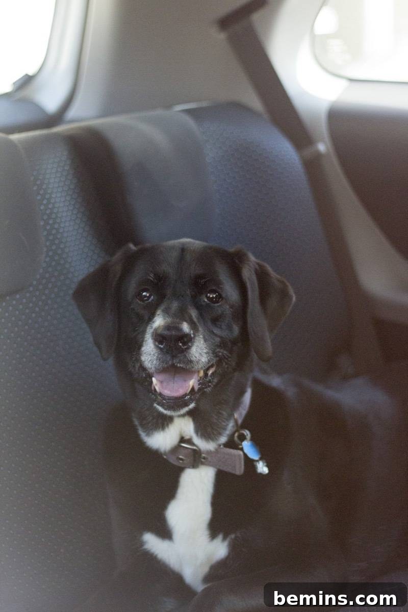 Navigating the Open Road: A Pet-Friendly Travel Guide 3 Doria, Ready for a Road Trip