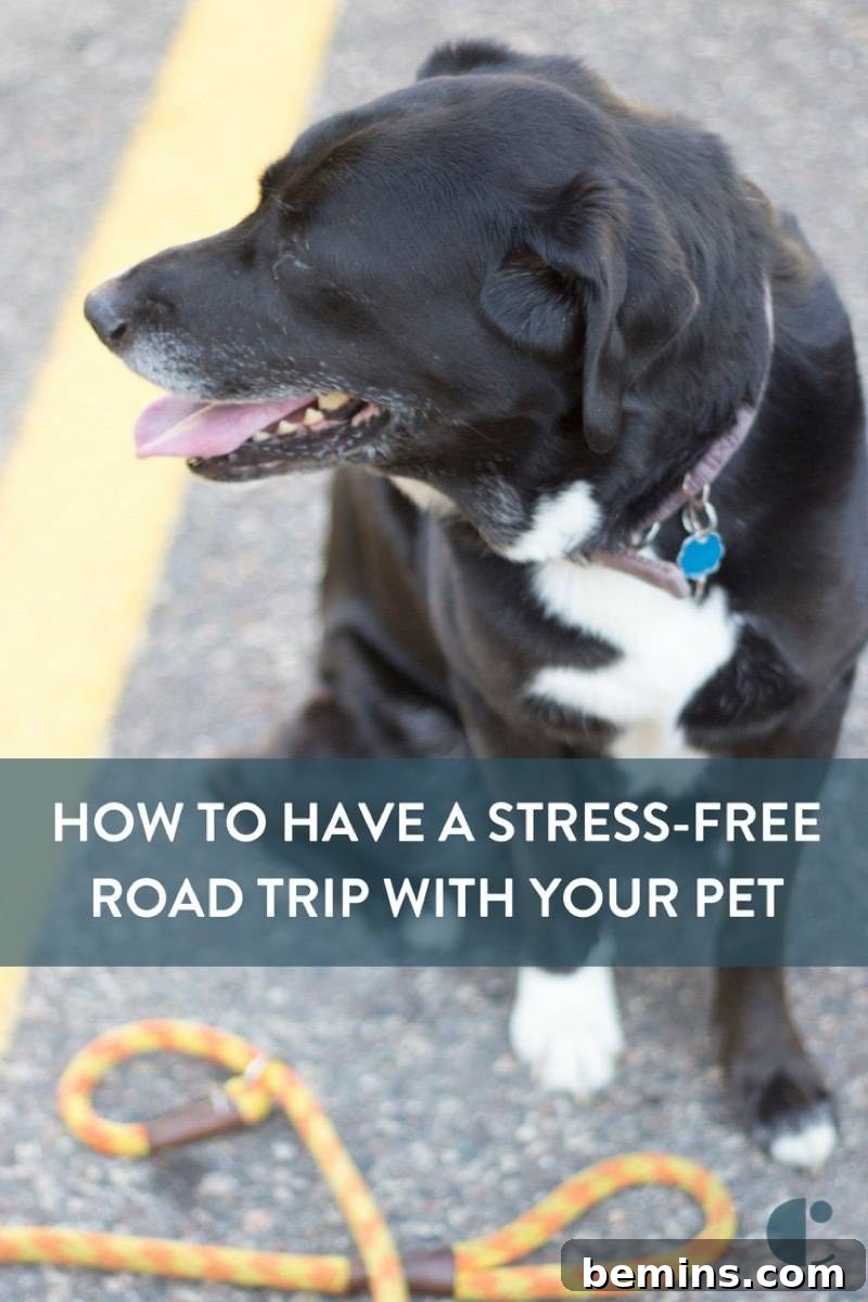 Navigating the Open Road: A Pet-Friendly Travel Guide 4 Share These Pet Travel Tips!