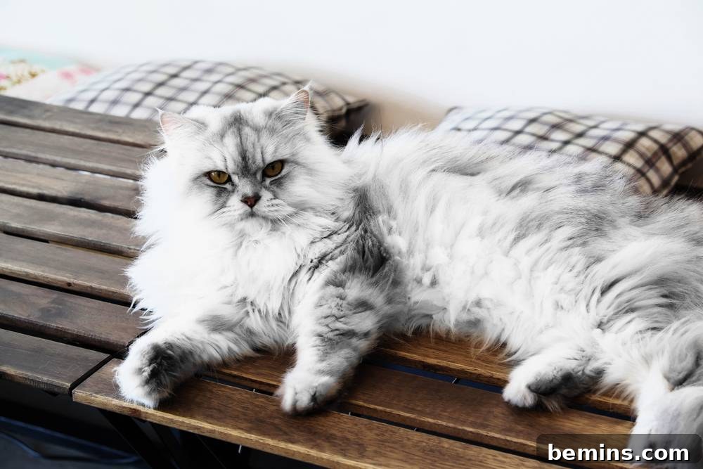 A Persian cat