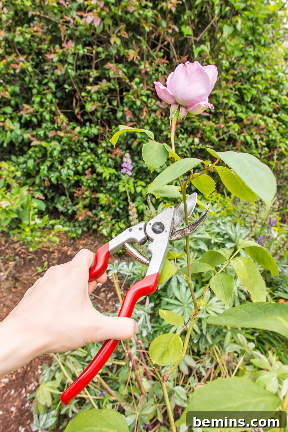 Close-up image demonstrating the cleaning and sharpening process for garden tools, emphasizing the precision required for effective results.