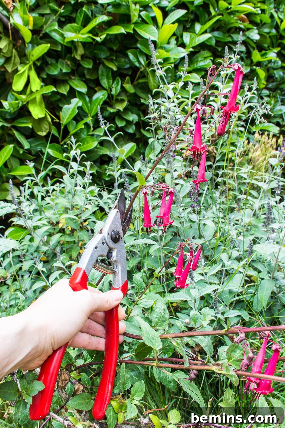 A gardener using sharpened garden tools to maintain their garden, showcasing the effectiveness of well-maintained tools in practical use.