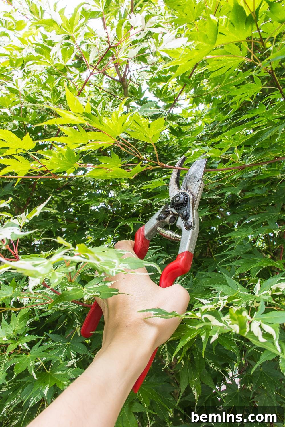 Close-up of sharpened garden tools in action, clipping plants and demonstrating the precision and ease of use provided by well-maintained tools.