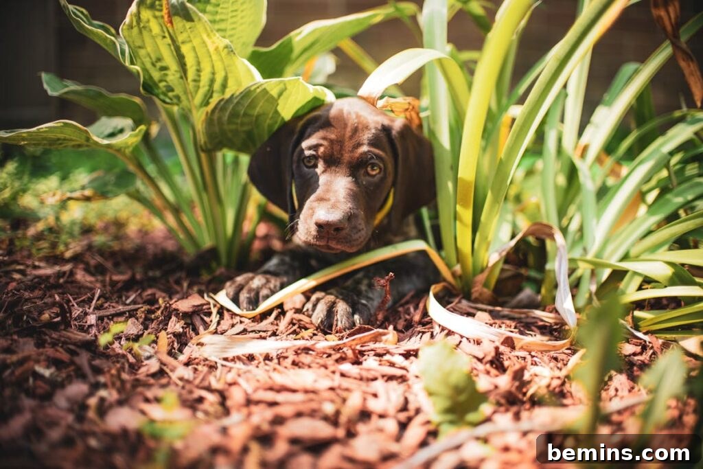 Keeping Your Plants Alive: A Vacation Watering Guide 5 Garden mulch