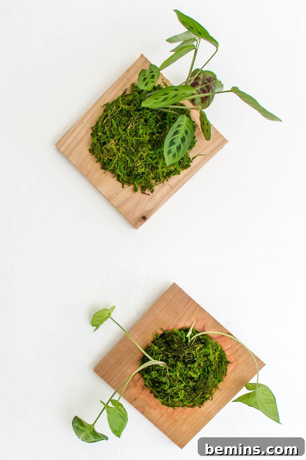 Allowing the wall-mounted plant to drip dry before rehanging.