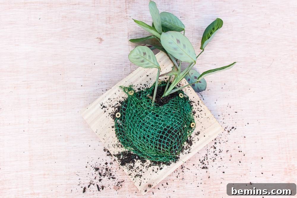 Tucking the netting around the plant to secure it in place.
