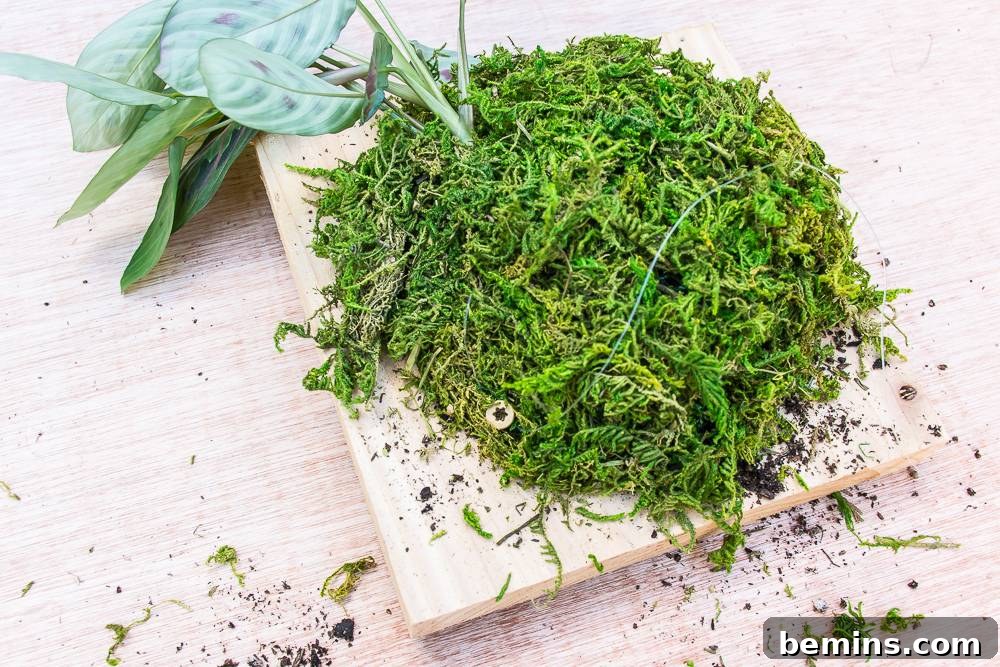 Covering the exposed soil with sheet moss.