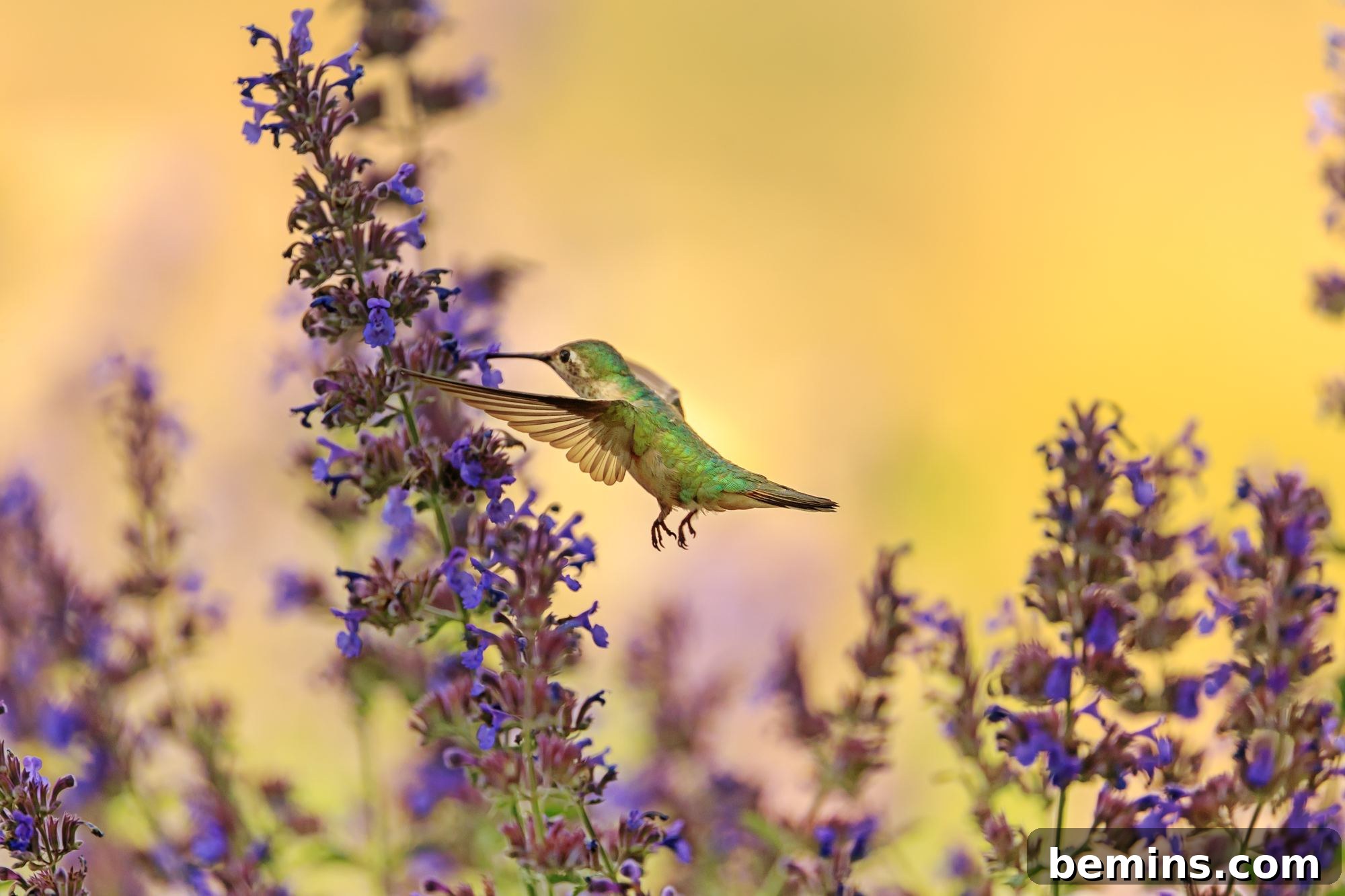 Attracting Hummingbirds: A Guide to Homemade Nectar 2 A green hummingbird sucking nectar from a tall plant with small purple blooms.