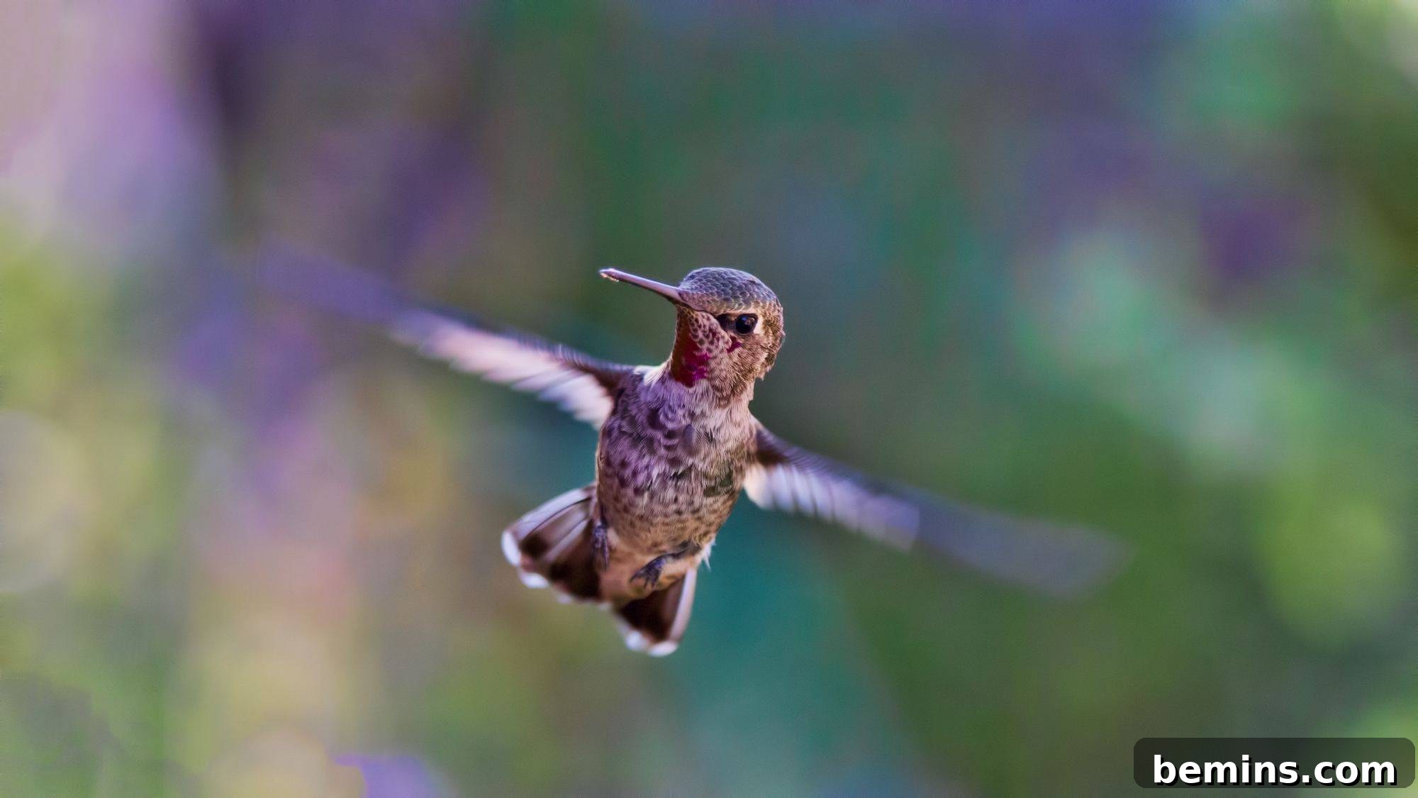 Attracting Hummingbirds: A Guide to Homemade Nectar 3 A hummingbird flutters in mid-air.