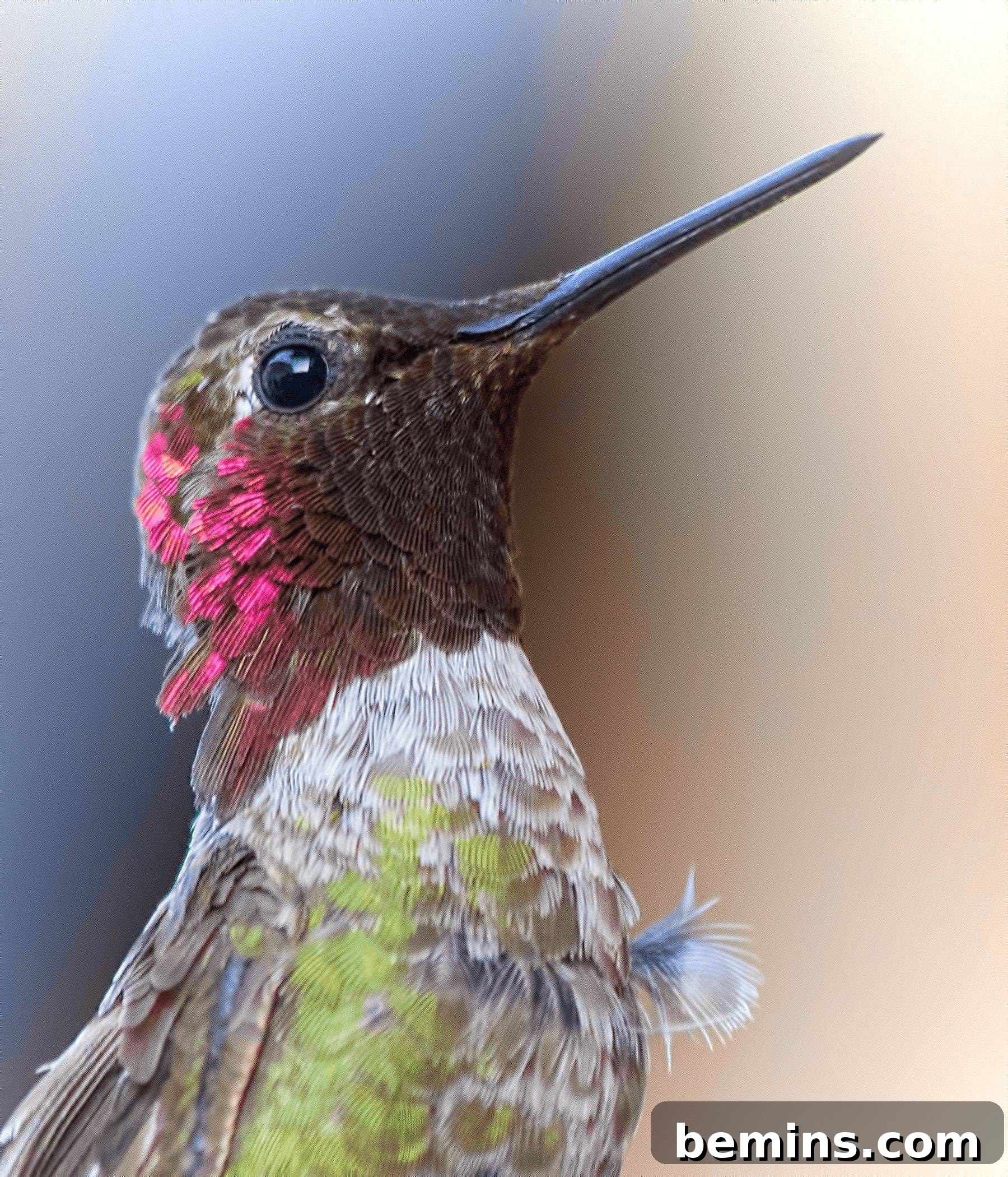 Attracting Hummingbirds: A Guide to Homemade Nectar 4 A hummingbird with it's beak in the air, pink on its head and a green breast.