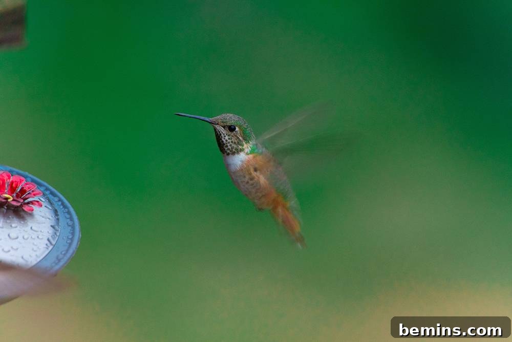 Attracting Hummingbirds: A Guide to Homemade Nectar 5 Hovering hummingbird with fluttering wings near feeder.
