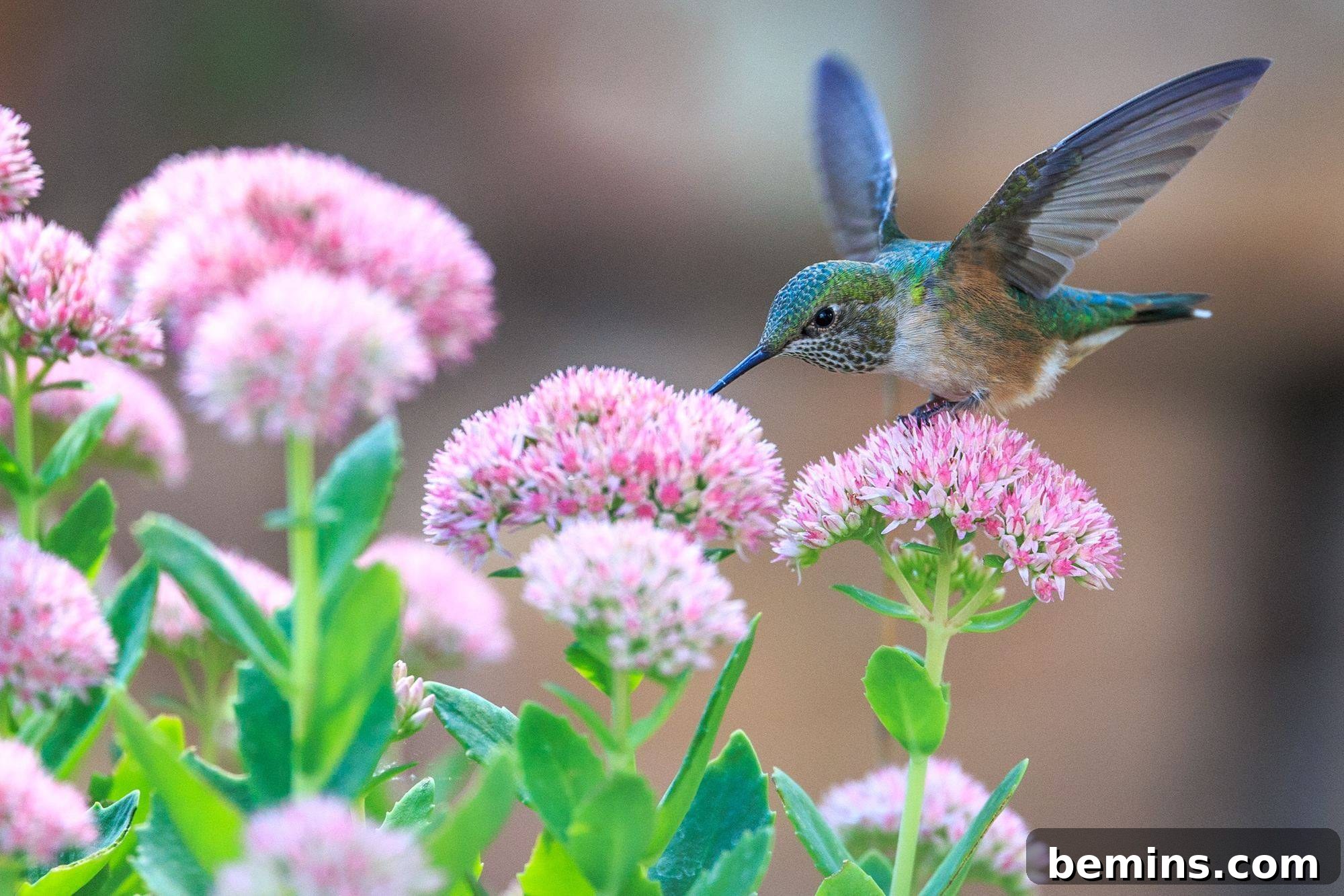 Attracting Hummingbirds: A Guide to Homemade Nectar 6 A Multicolored Bird sitting on top of a flower with wings wide open.