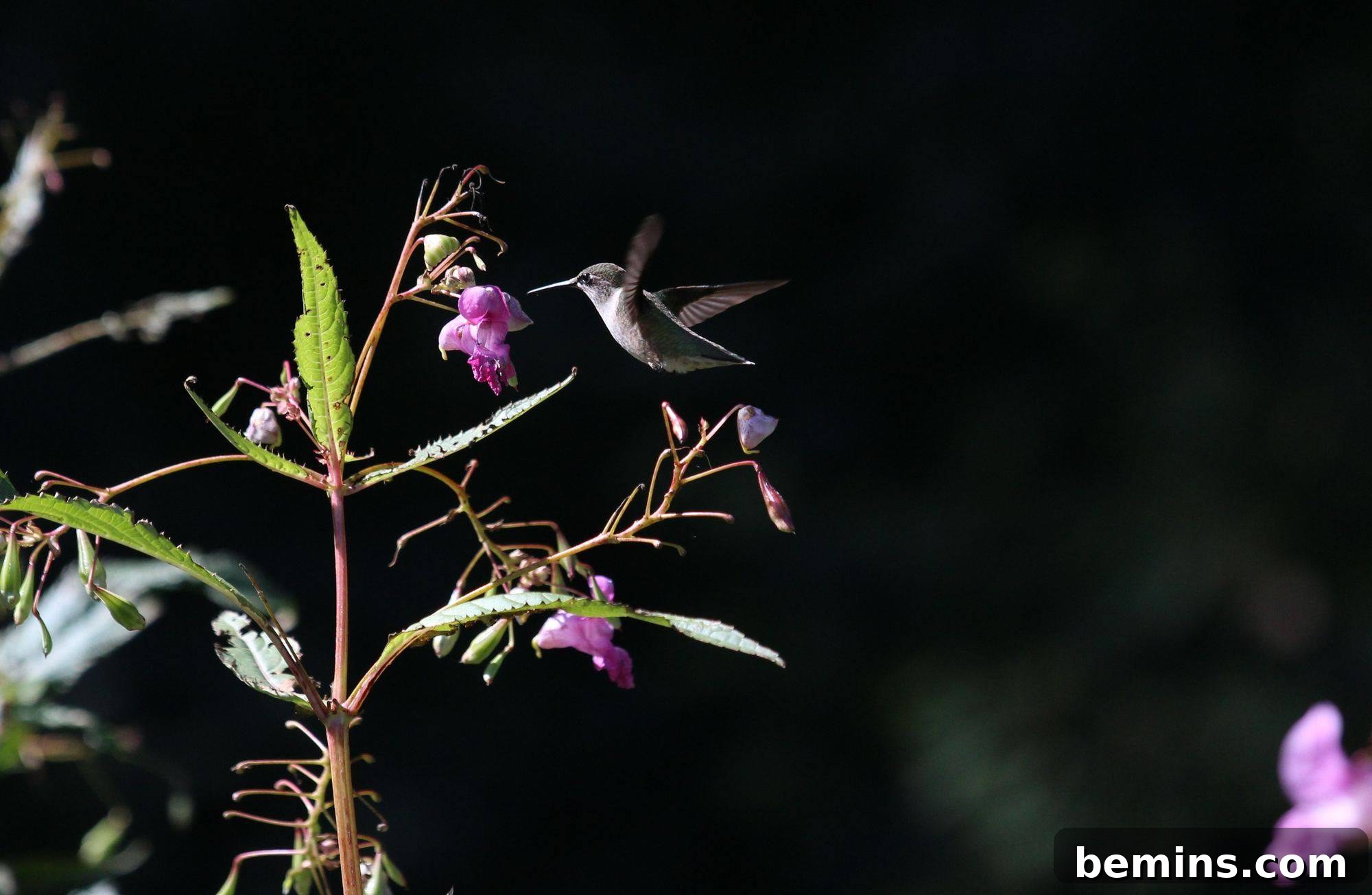 Attracting Hummingbirds: A Guide to Homemade Nectar 7 A hummingbird flutters above a purple flower.