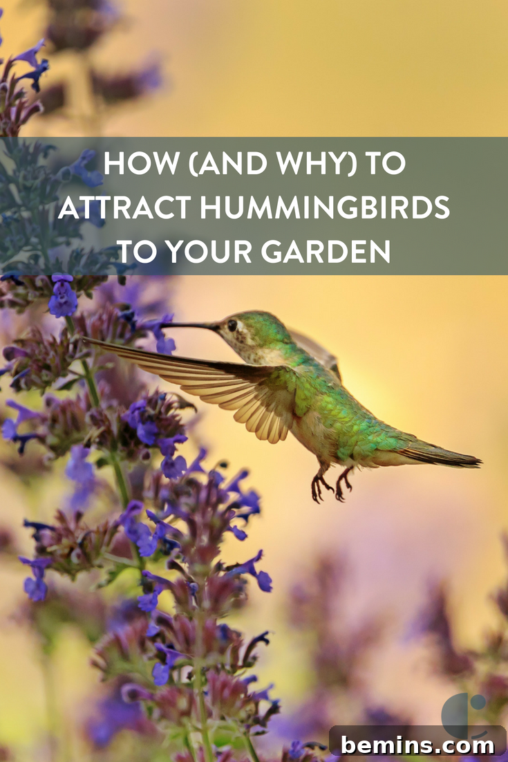 Attracting Hummingbirds: A Guide to Homemade Nectar 8 A picture of a green hummingbird is eating from a purple plant.