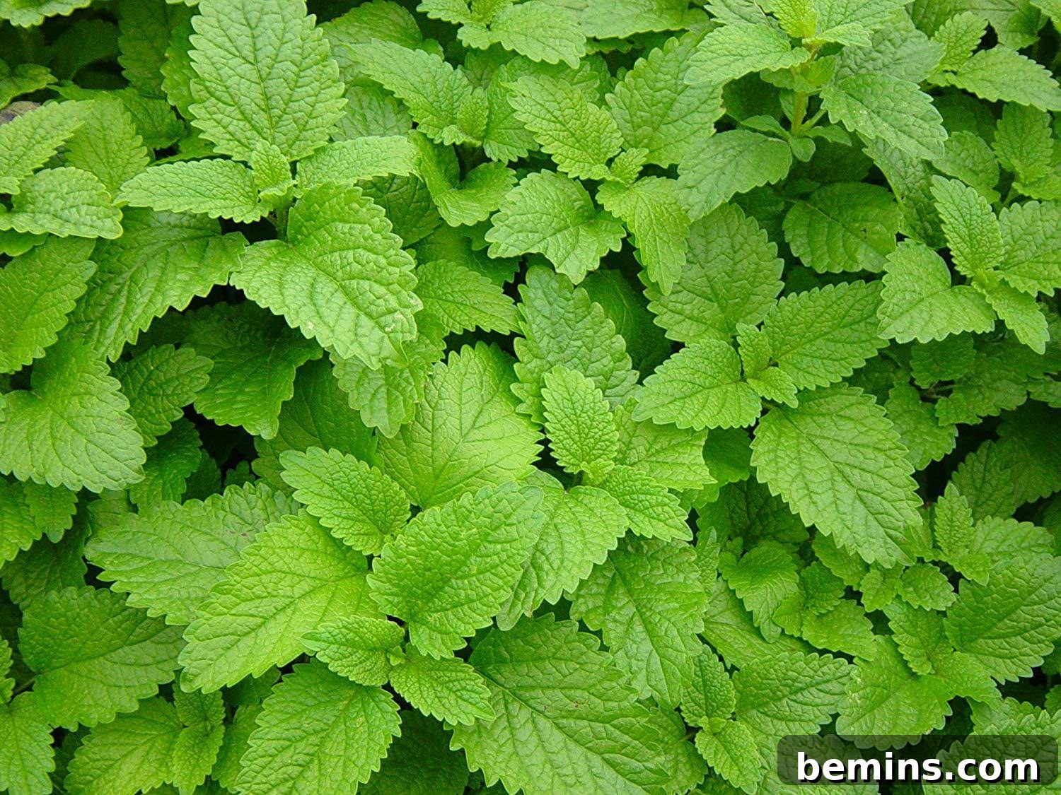 Buzz-Free Summer: 15 Proven Mosquito Repellents 14 Lemon Balm Mosquito Repellent
