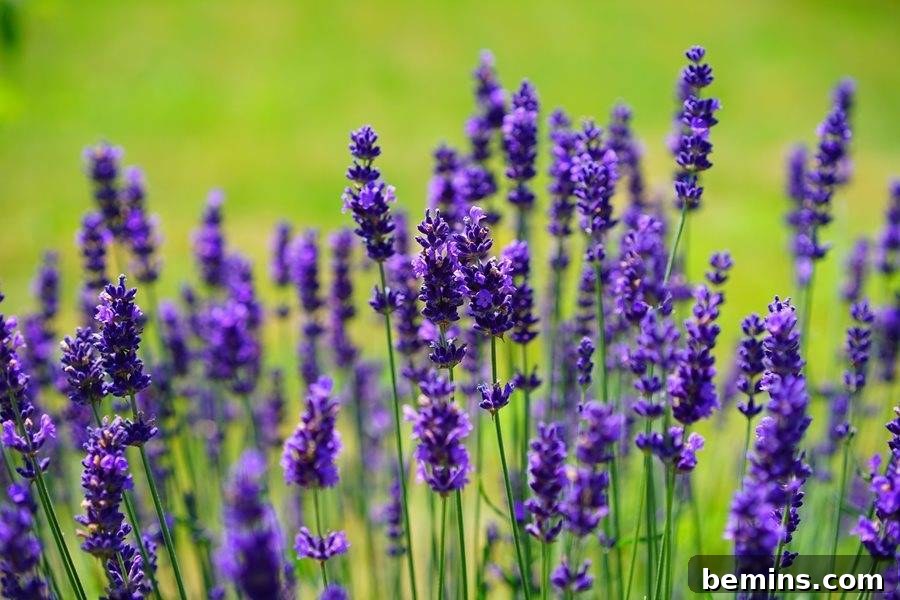 Buzz-Free Summer: 15 Proven Mosquito Repellents 15 Lavender Mosquito Repellent