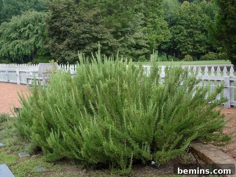 Buzz-Free Summer: 15 Proven Mosquito Repellents 16 Rosemary Mosquito Repellent