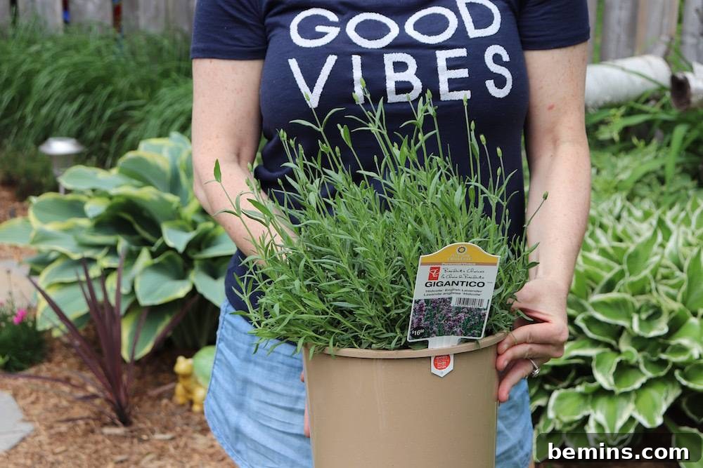 Buzz-Free Summer: 15 Proven Mosquito Repellents 17 DIY Mosquito Repellent Planter