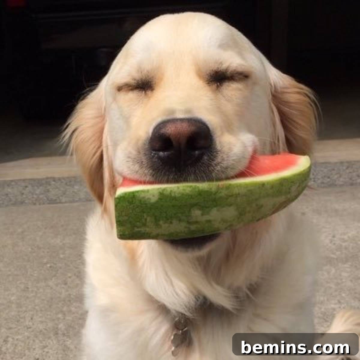 Thoughts of Dog Twitter