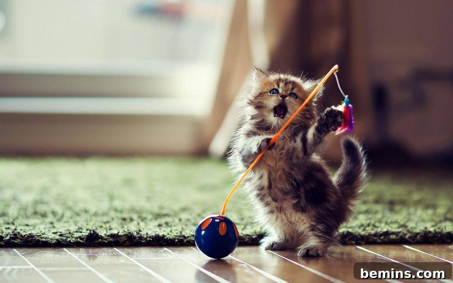 kitten playing with feather