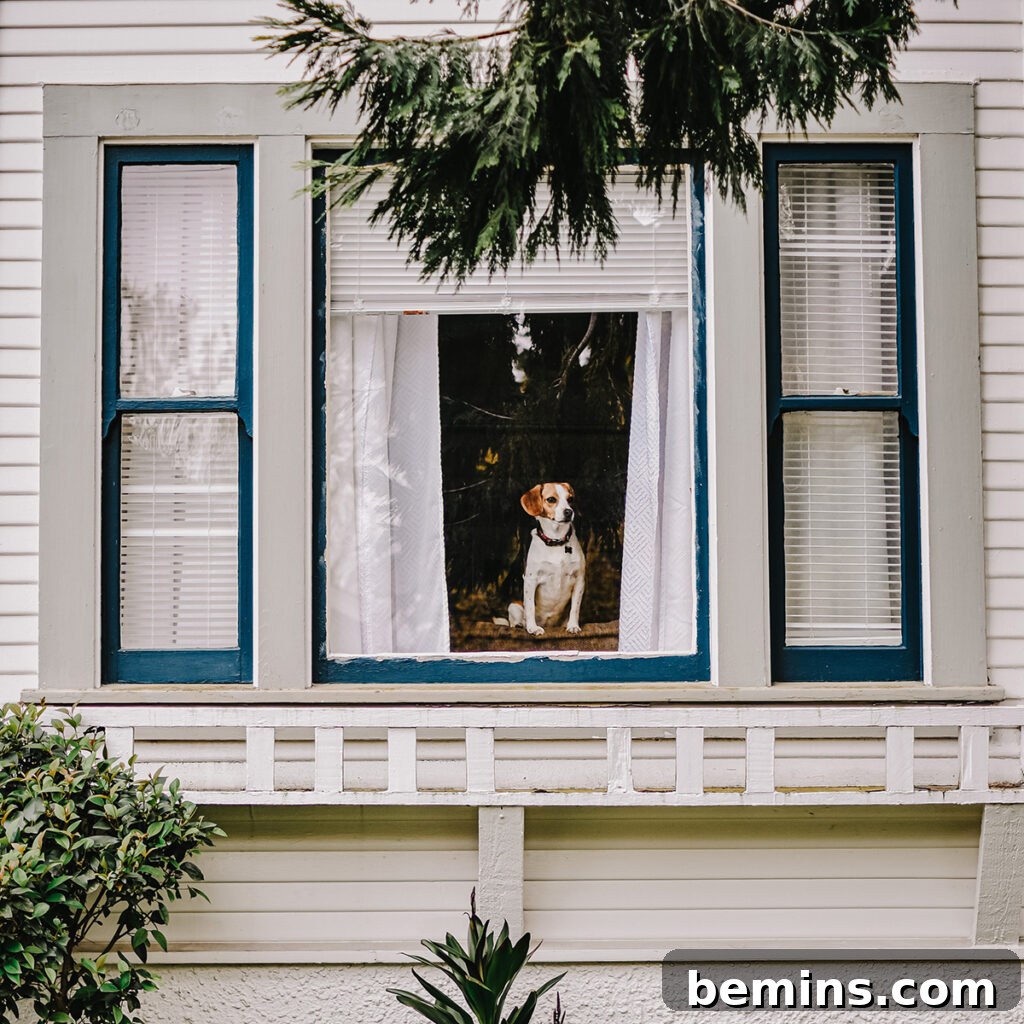 Cool house with a dog at the window