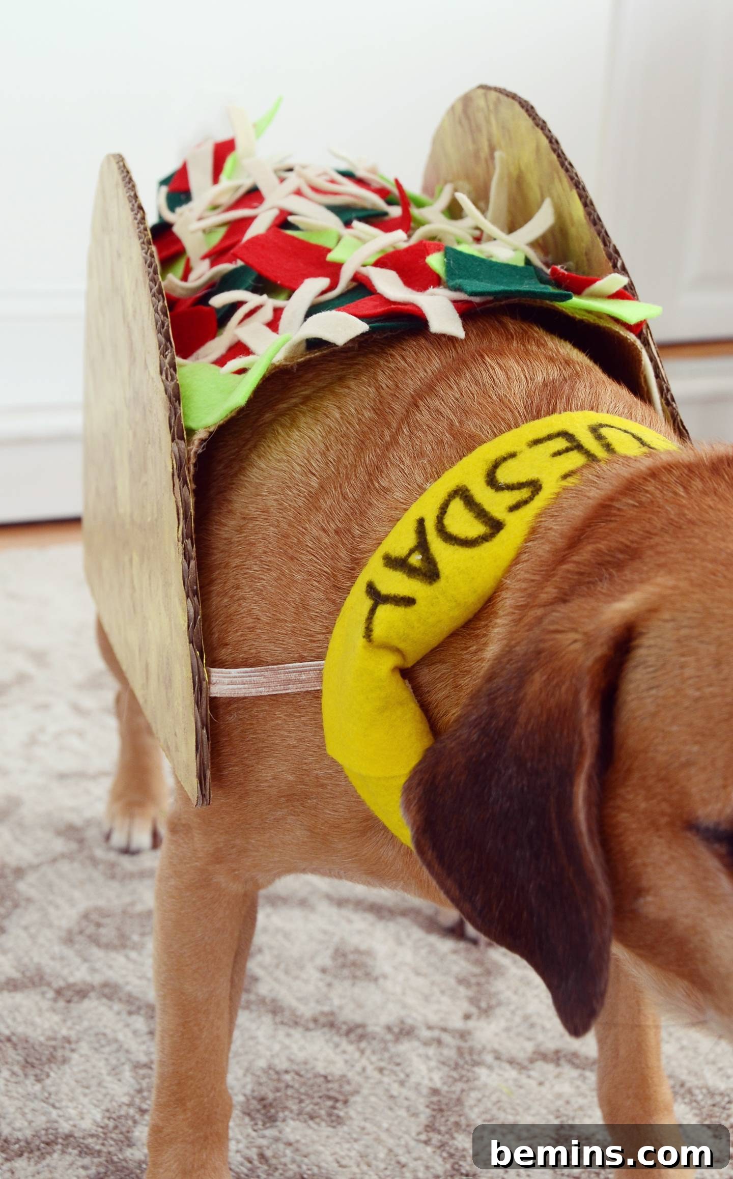 Dog wearing the completed Taco Tuesday Halloween costume