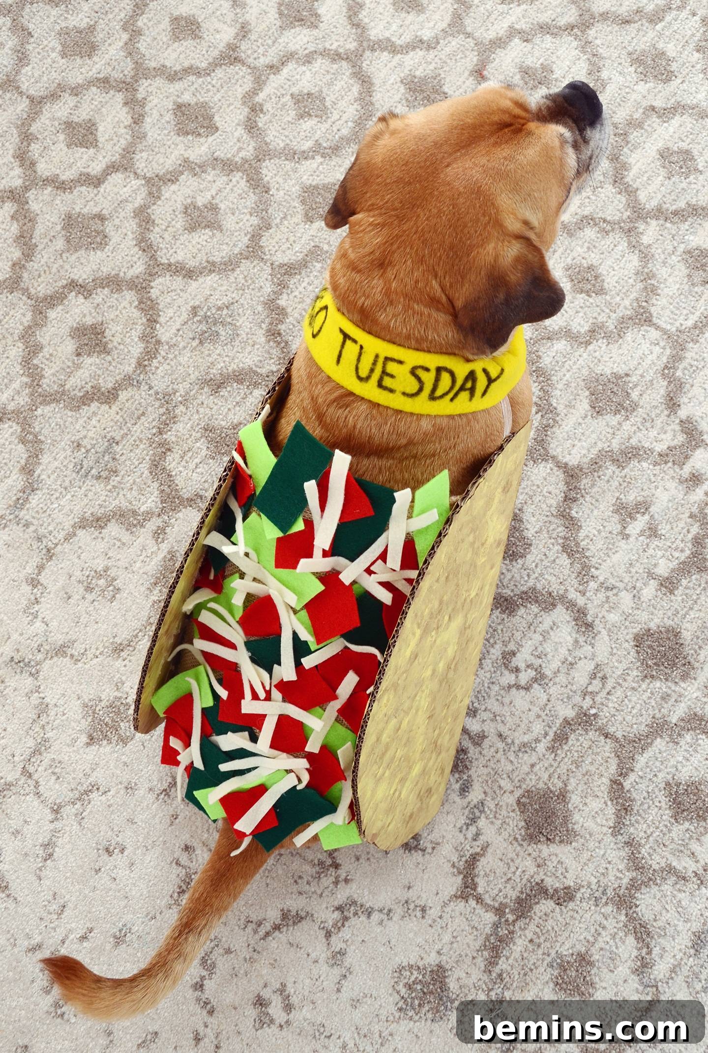 Close-up of a dog in a Taco Tuesday costume
