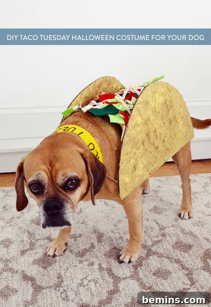 Share this post on Pinterest! DIY Taco Tuesday Dog Costume