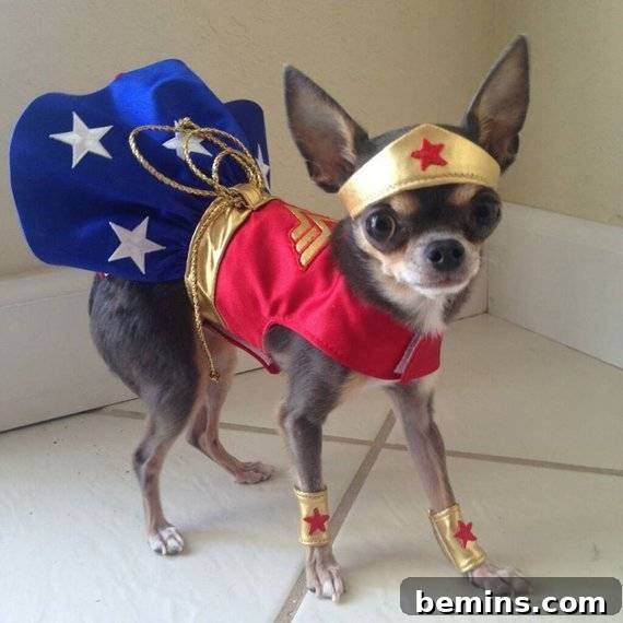 Halloween Wonder Woman dog costume