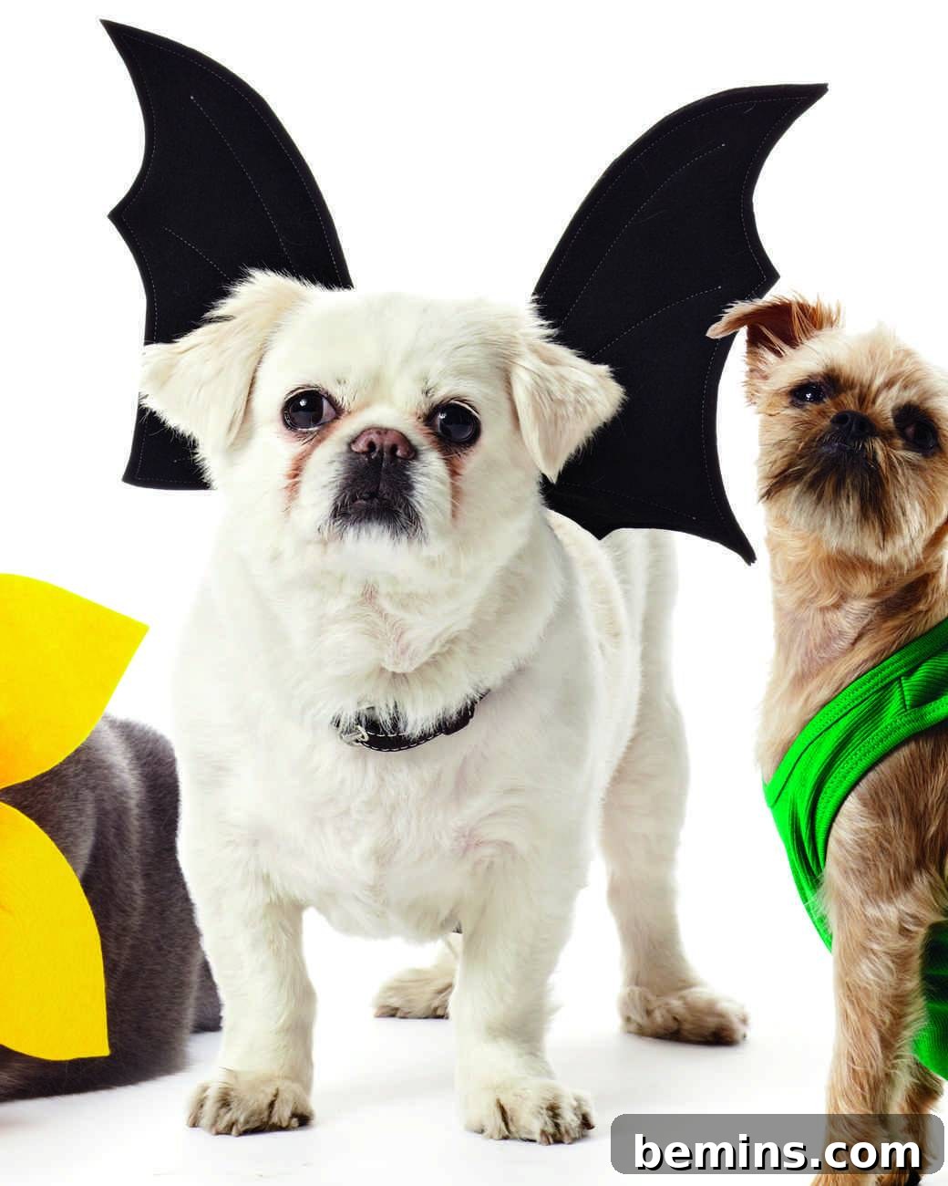 Halloween bat dog costume