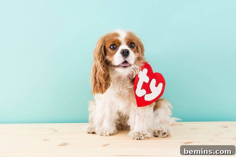 Halloween pet costume idea: dog beanie baby