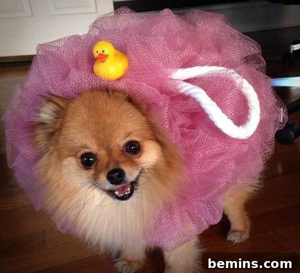 Dog Halloween costume shower pouf
