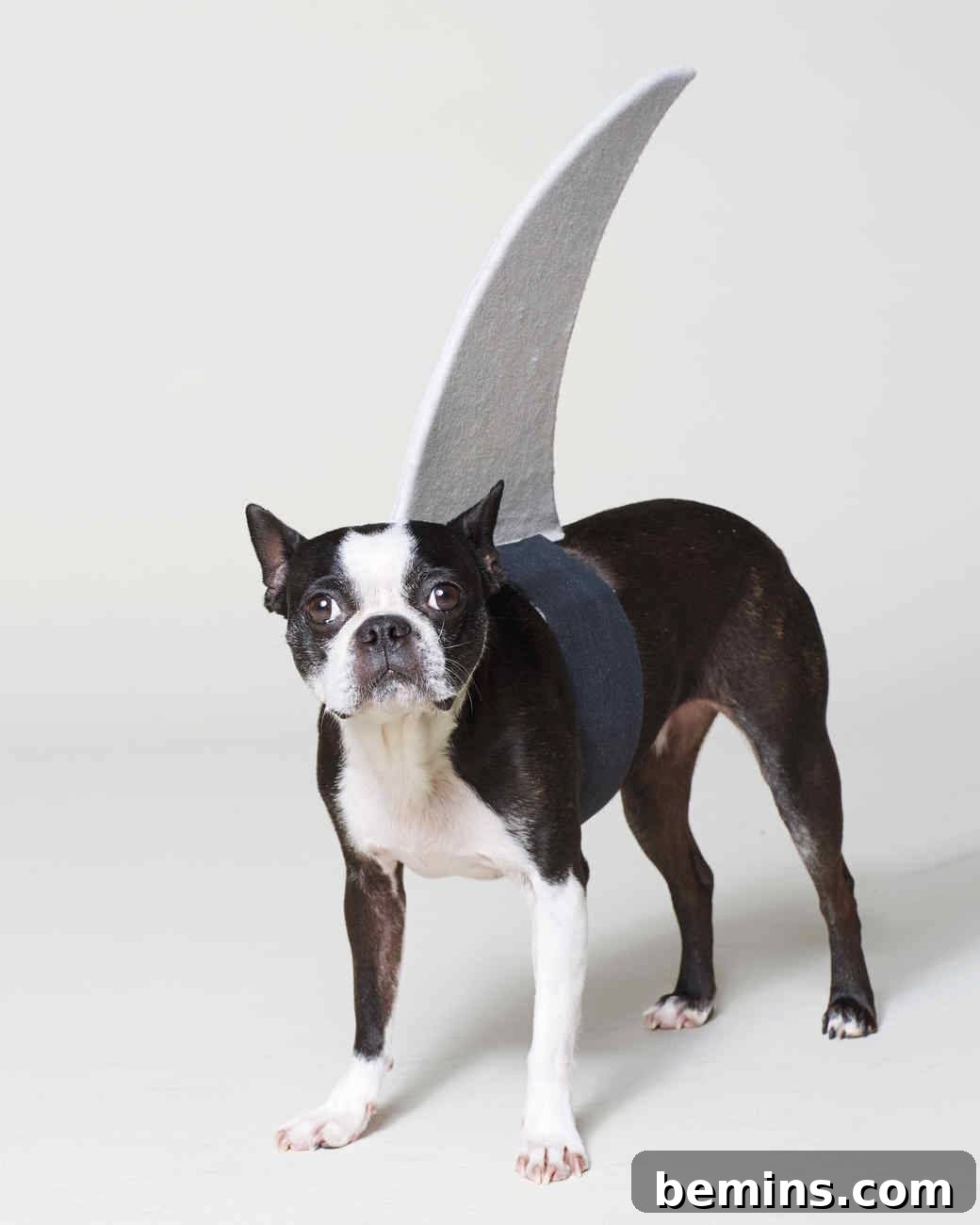 Shark Halloween dog costume