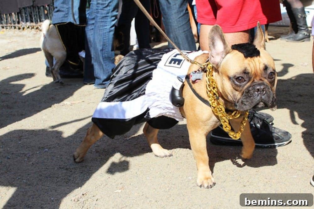 Halloween Mr. T dog costume