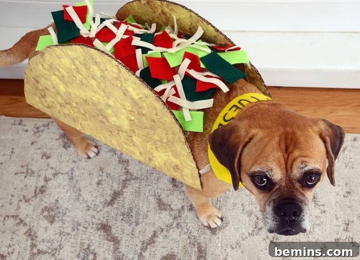 Halloween taco Tuesday dog costume