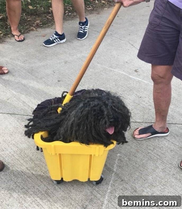 Pet Halloween Costume: Mop dog