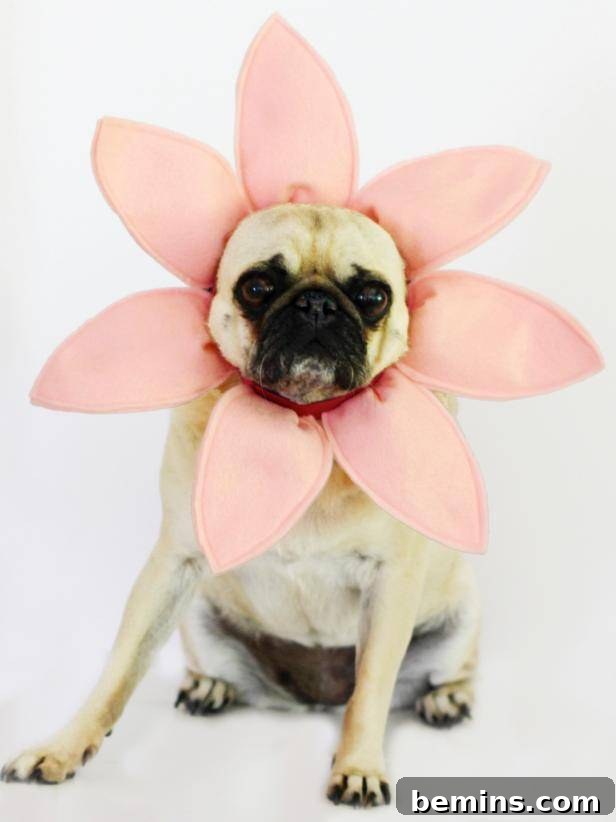 Check Out These Amazingly Clever DIY Halloween Costumes for Your Dog and Cat