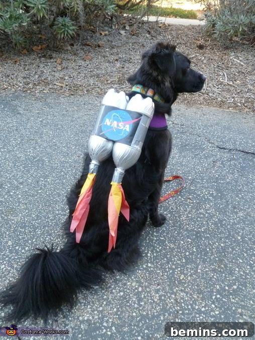Check Out These Amazingly Clever DIY Halloween Costumes for Your Dog and Cat