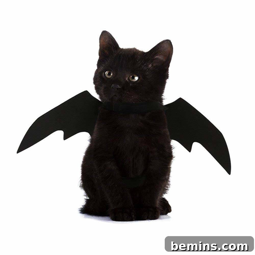 Pet Halloween costume featuring cat bat wings