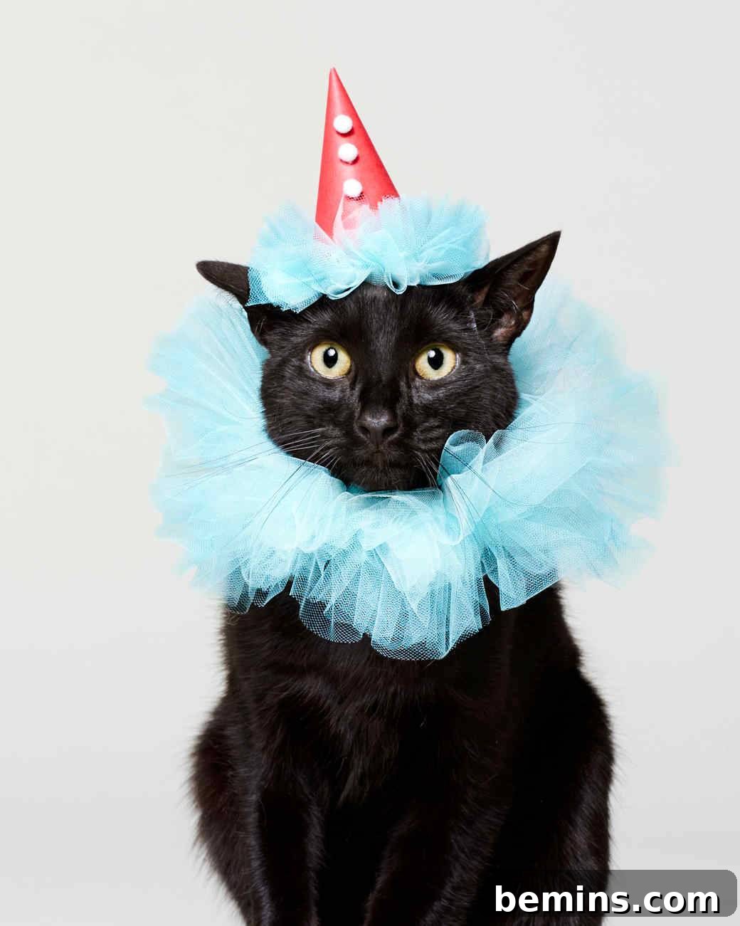 Clown cat Halloween costume