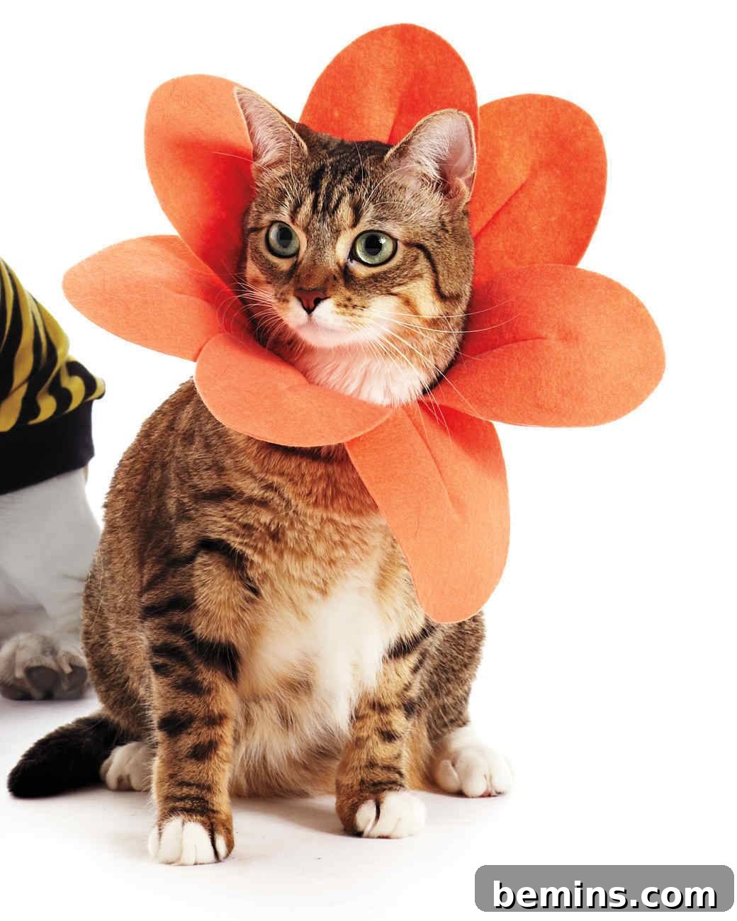 Flower cat Halloween costume