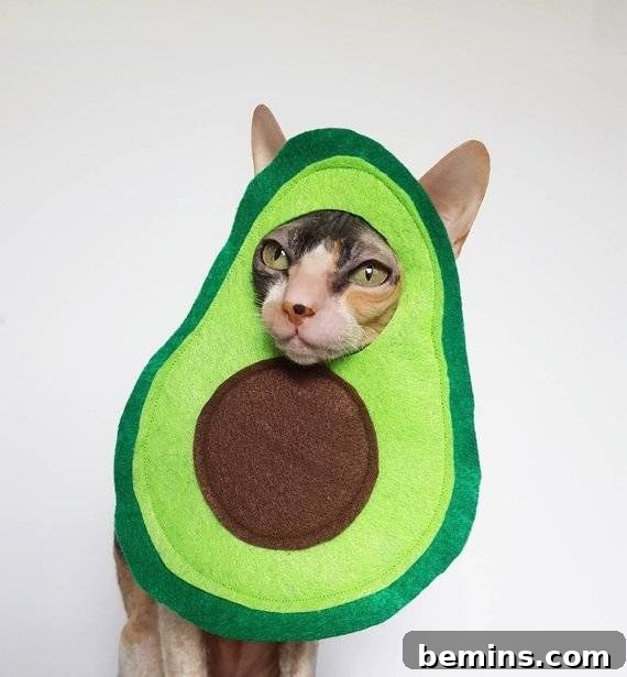 Halloween avocado cat costume