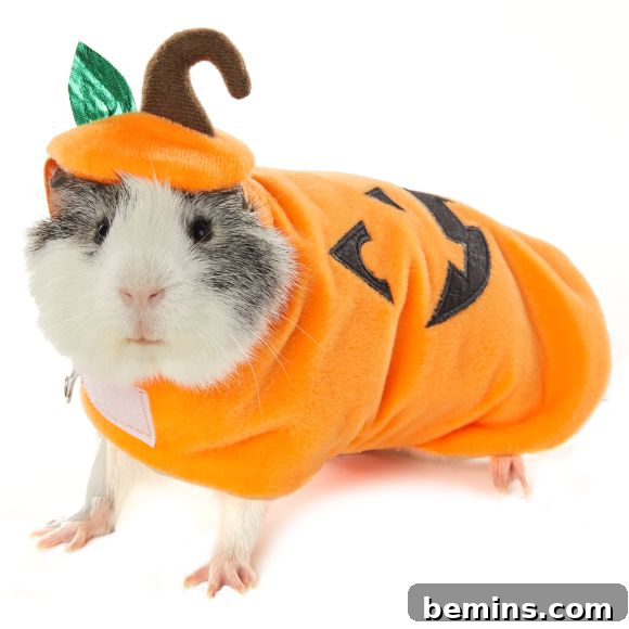Guinea pig pumpkin Halloween costume