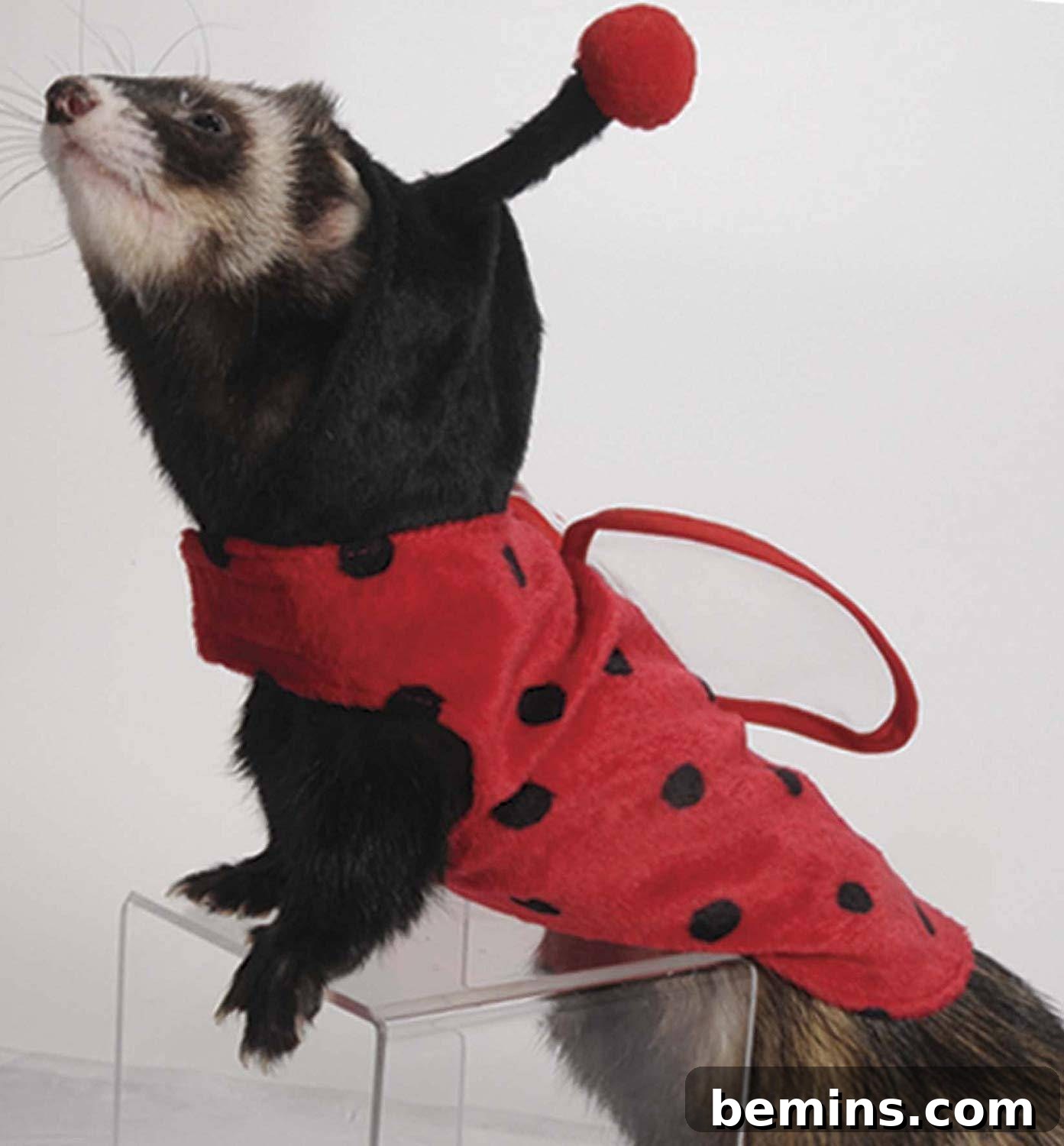 Halloween ladybug ferret costume
