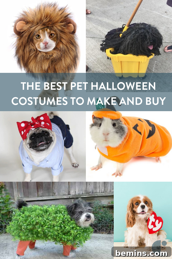 The internet's best pet Halloween costumes to make or buy