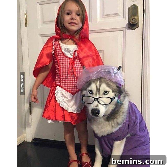 Halloween pet costume: Dog as Big, Bad Wolf with Little Red Riding Hood