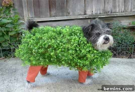 Chia dog Halloween costume