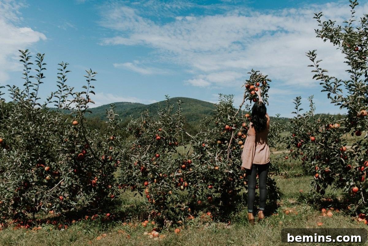 The Ultimate Fall Bucket List 5 Woman picking apples