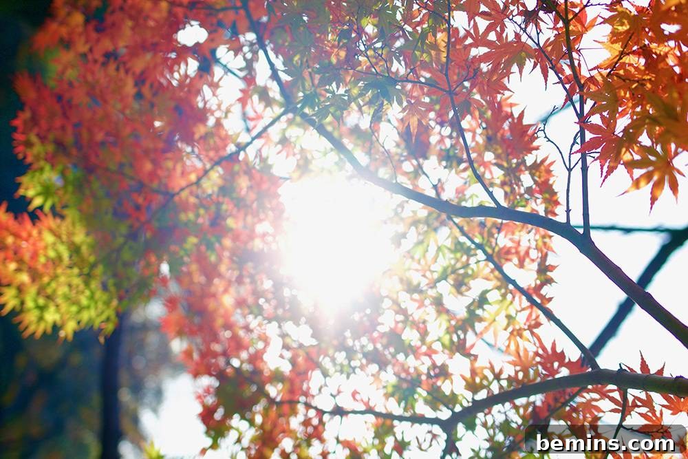 Autumn leaves covering the ground, symbolizing home maintenance