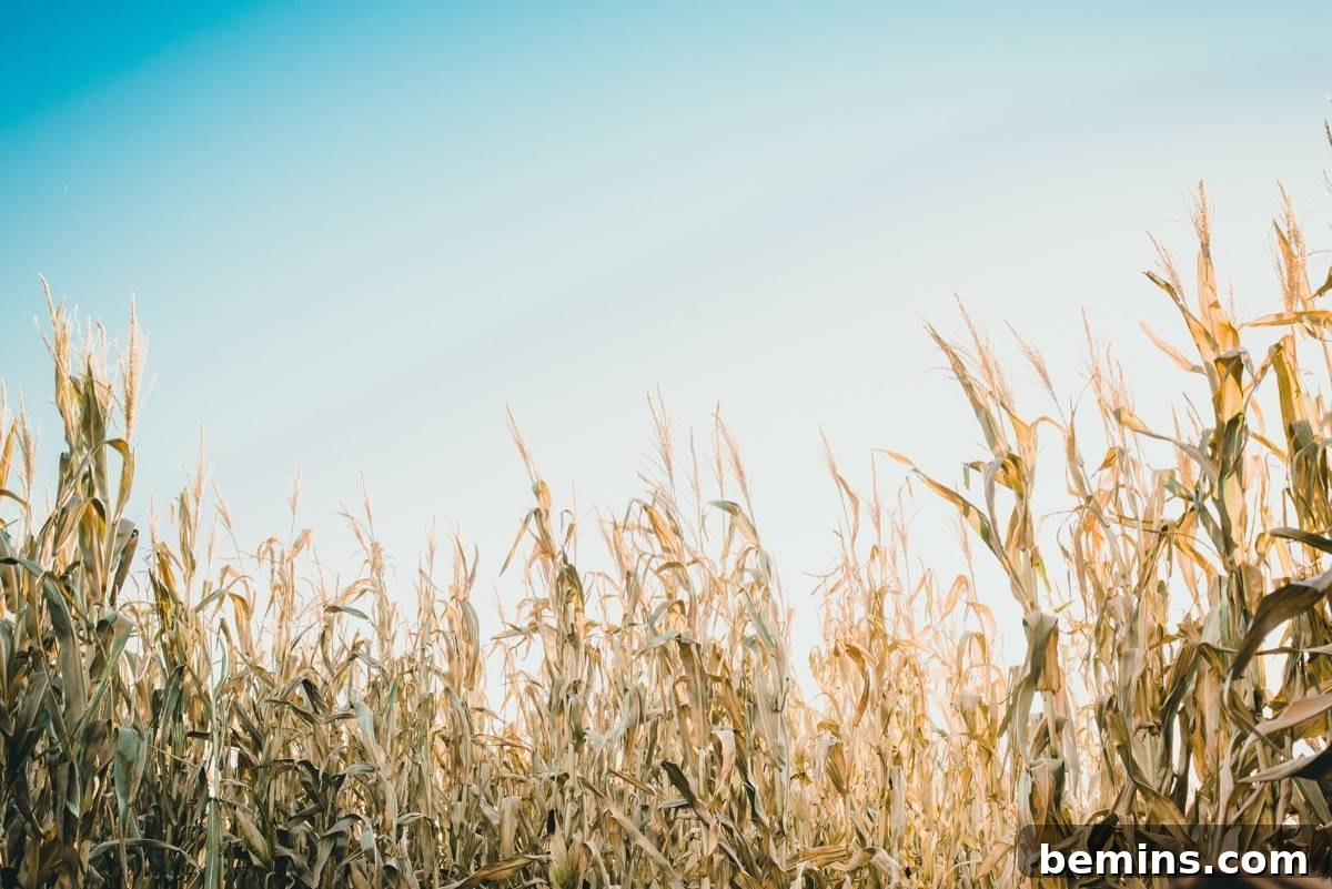 A large corn field maze, inviting adventure and laughter